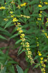 Wreath goldenrod